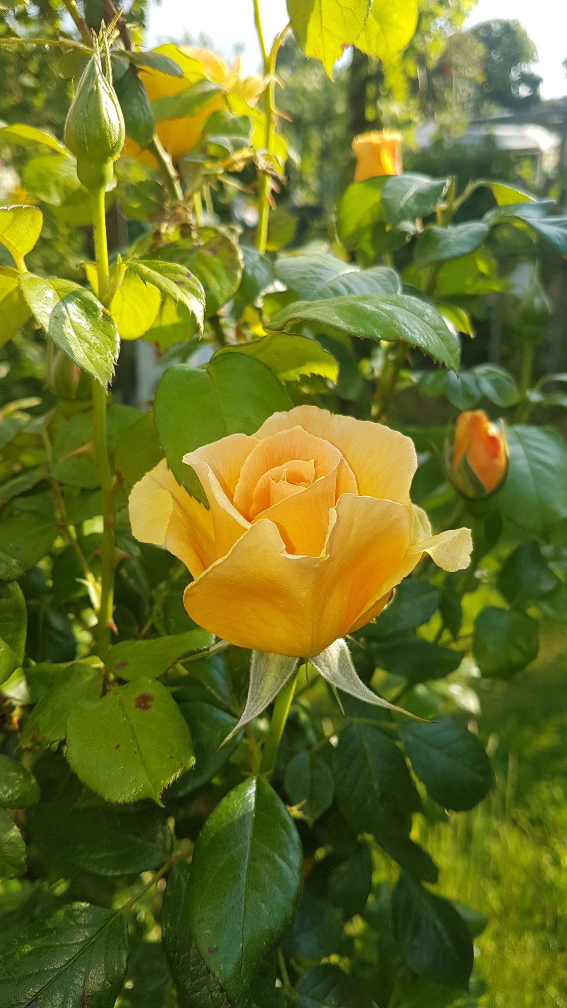 image 60